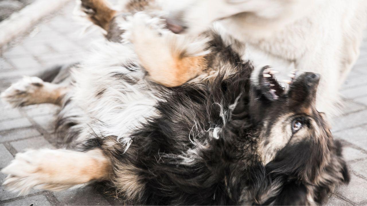 (foto di repertorio)