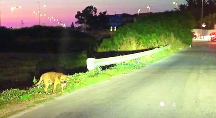 Porto Torres, catturato il cane Biondo: ora cerca adozione