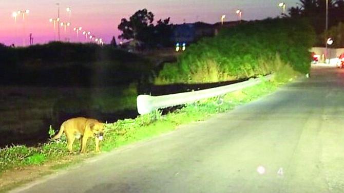 Porto Torres, catturato il cane Biondo: ora cerca adozione