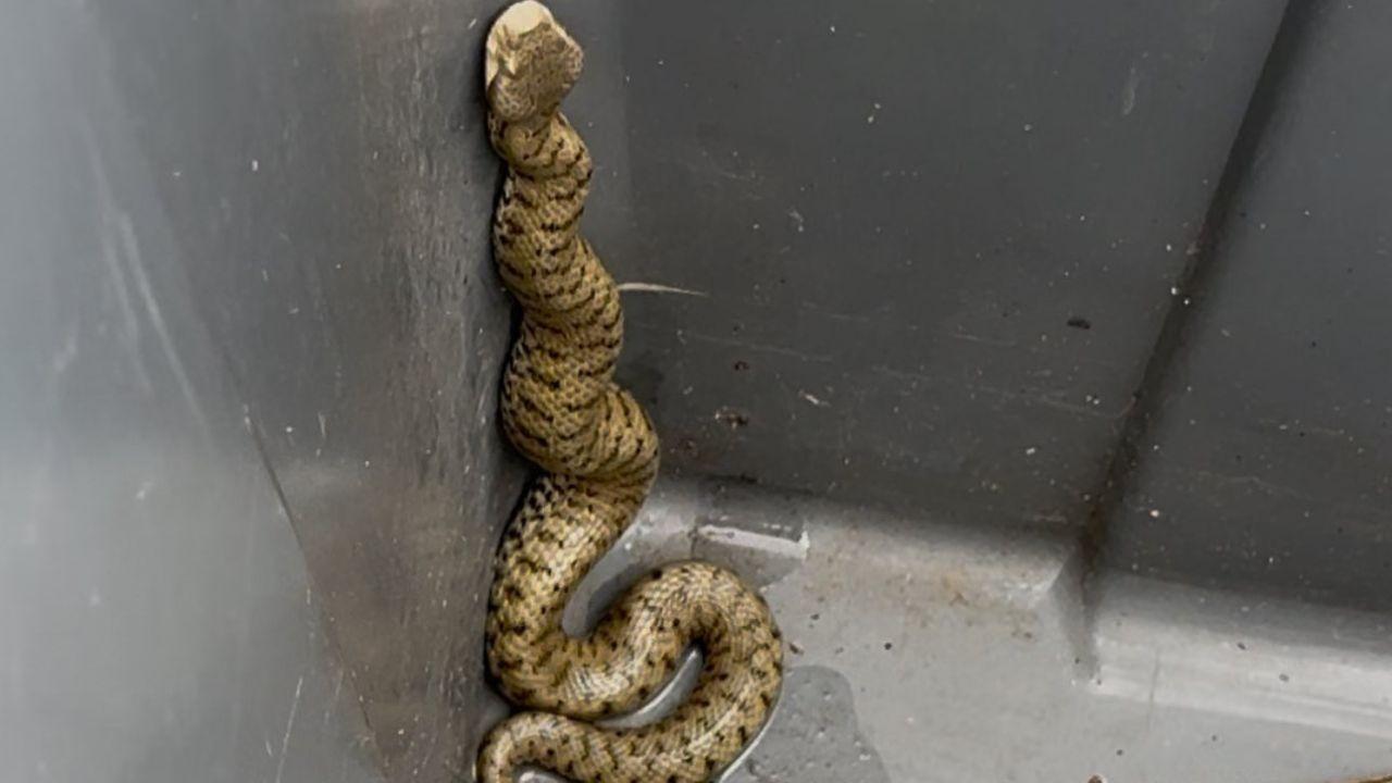 
	L'animale in piscina

