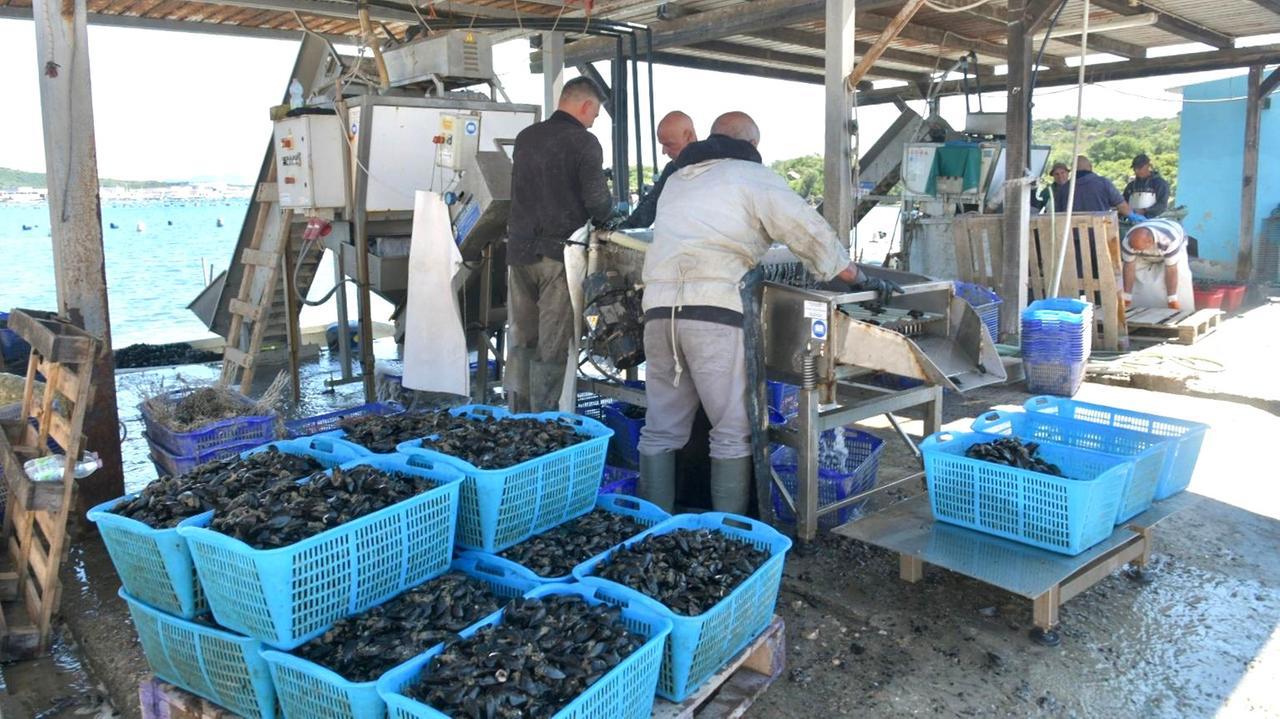 Olbia, luci e ombre sugli stabulari: «Meno cozze ma alta qualità»