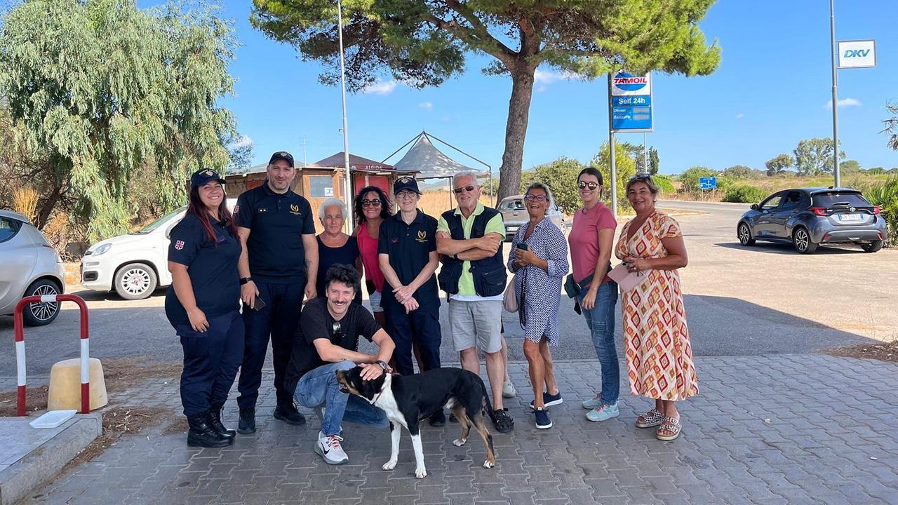Cane smarrito corre tra le auto: intervengono le guardie zoofile