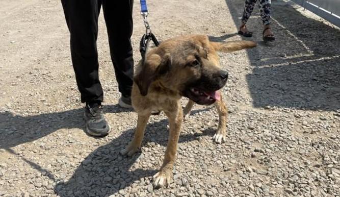 Olbia, cane legato a un albero per farlo morire