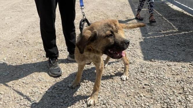 Olbia, cane legato a un albero per farlo morire