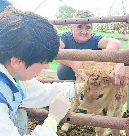 Dermatite bovina, adesione di massa alla vaccinazione: «Abbiamo evitato il peggio»