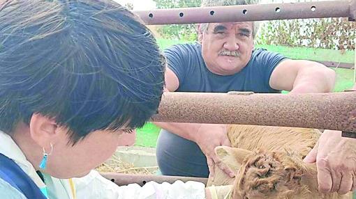 Dermatite bovina, adesione di massa alla vaccinazione: «Abbiamo evitato il peggio»