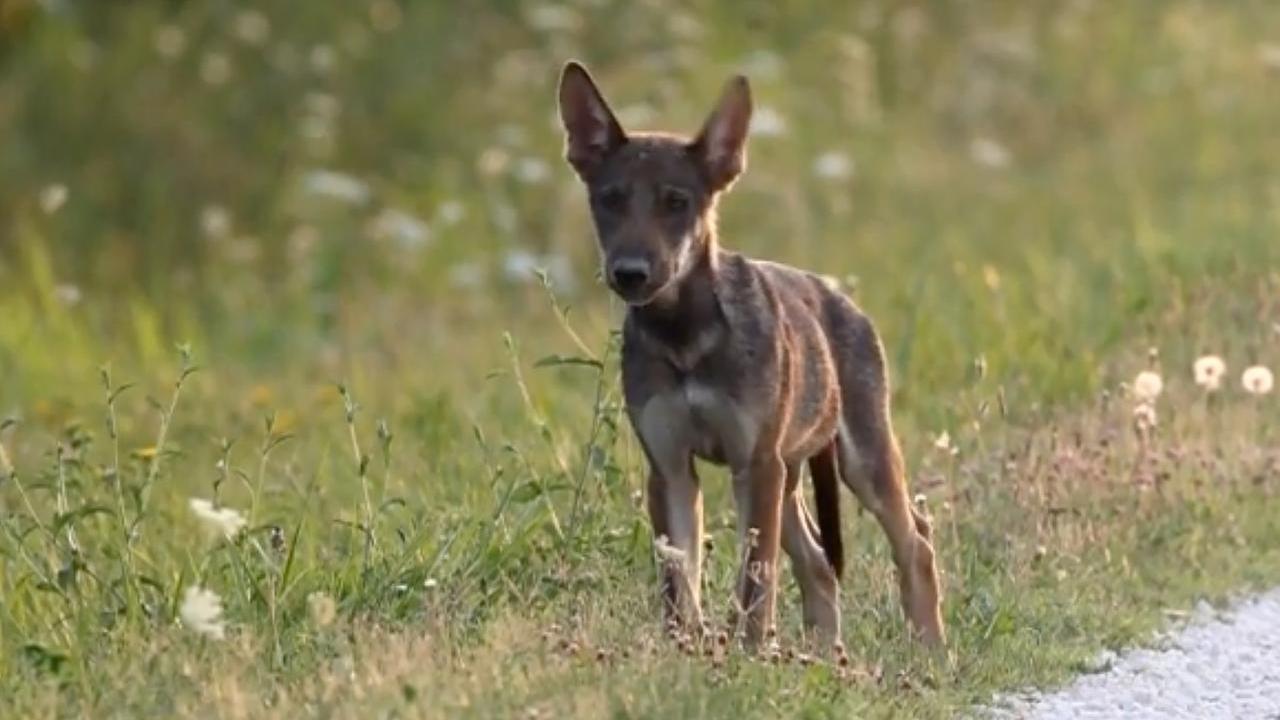 Ferrara, Verdi e Leal dalla parte del lupo: «No alla sterilizzazione»