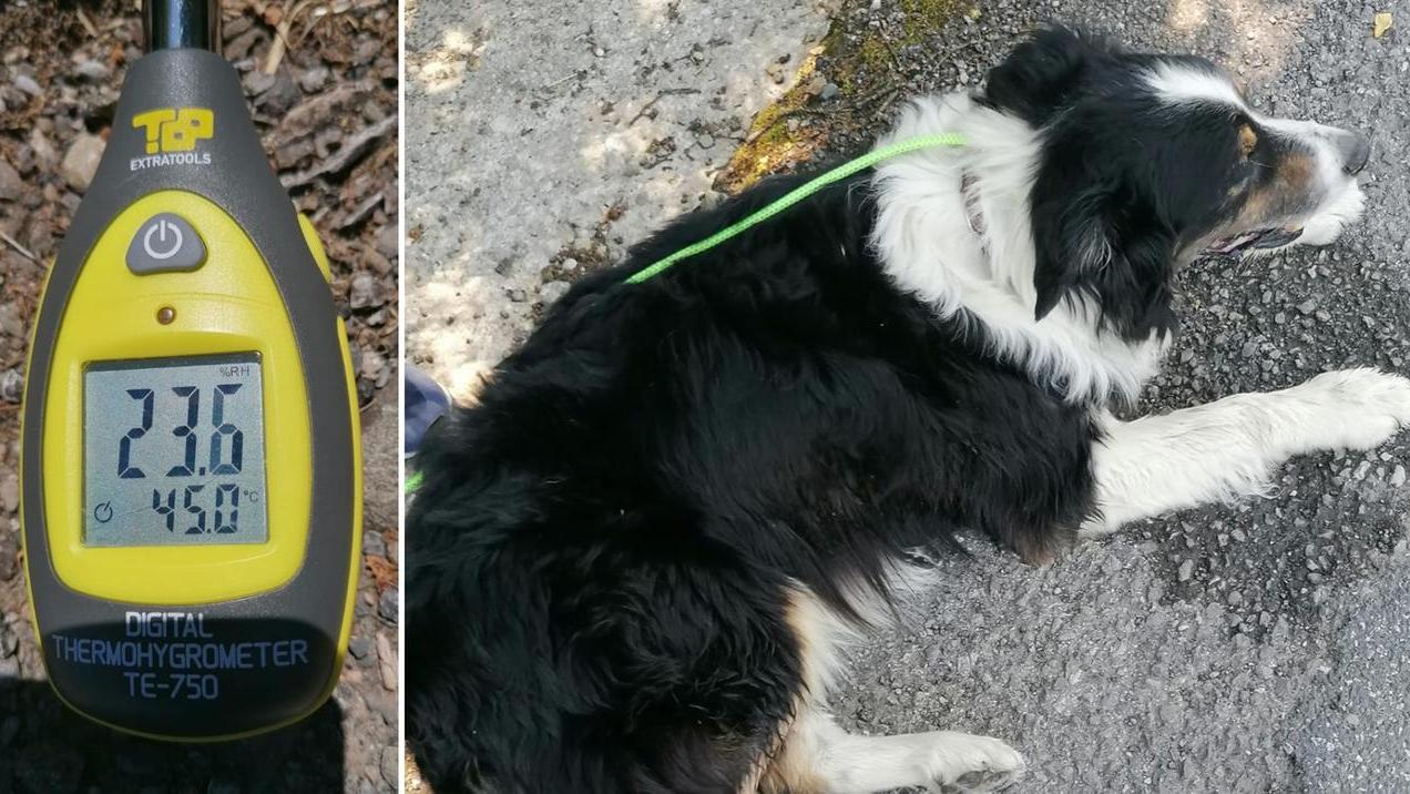 Il Border Collie salvato