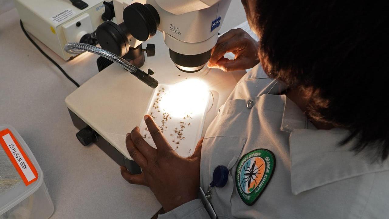 Febbre del Nilo: il virus della West Nile osservato in laboratorio