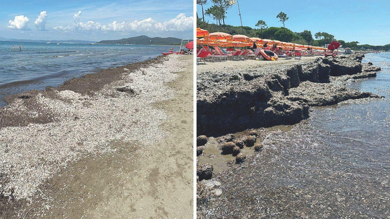 
	La posidonia lungo la spiaggia di Punta Ala

