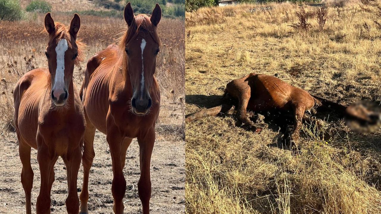 La denuncia: «Cavalli assetati e denutriti a Thiesi»