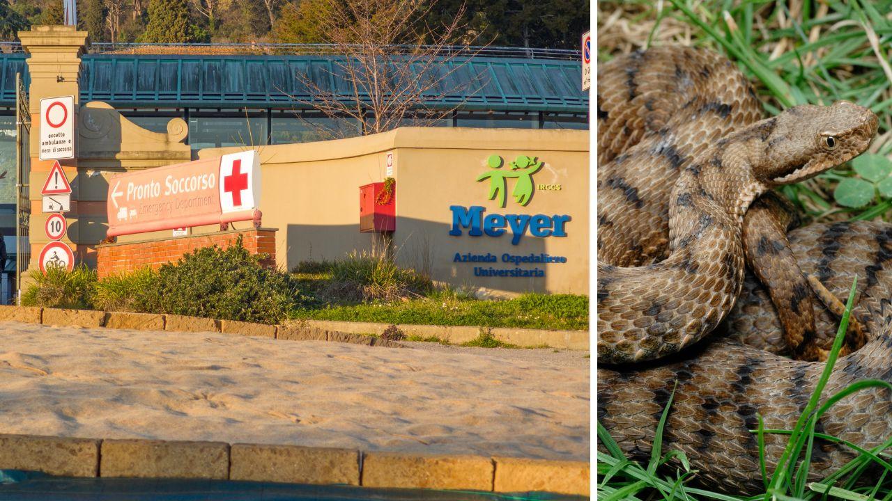 
	Il bambino di 6 anni &egrave; stato portato all'ospedale pediatrico Meyer dopo il morso di una vipera

