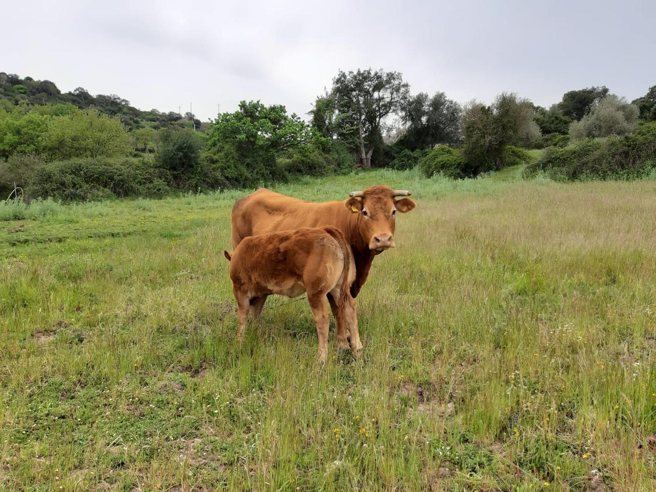 Incornato da un toro, allevatore soccorso con l’elicottero
