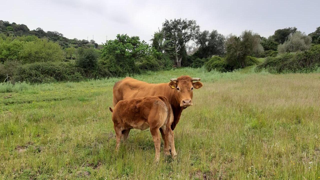 Incornato da un toro, allevatore soccorso con l’elicottero