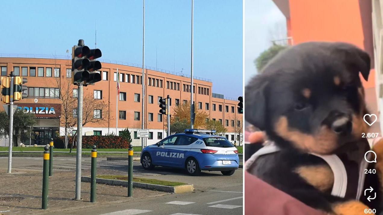 Il cucciolo rubato: indaga la polizia