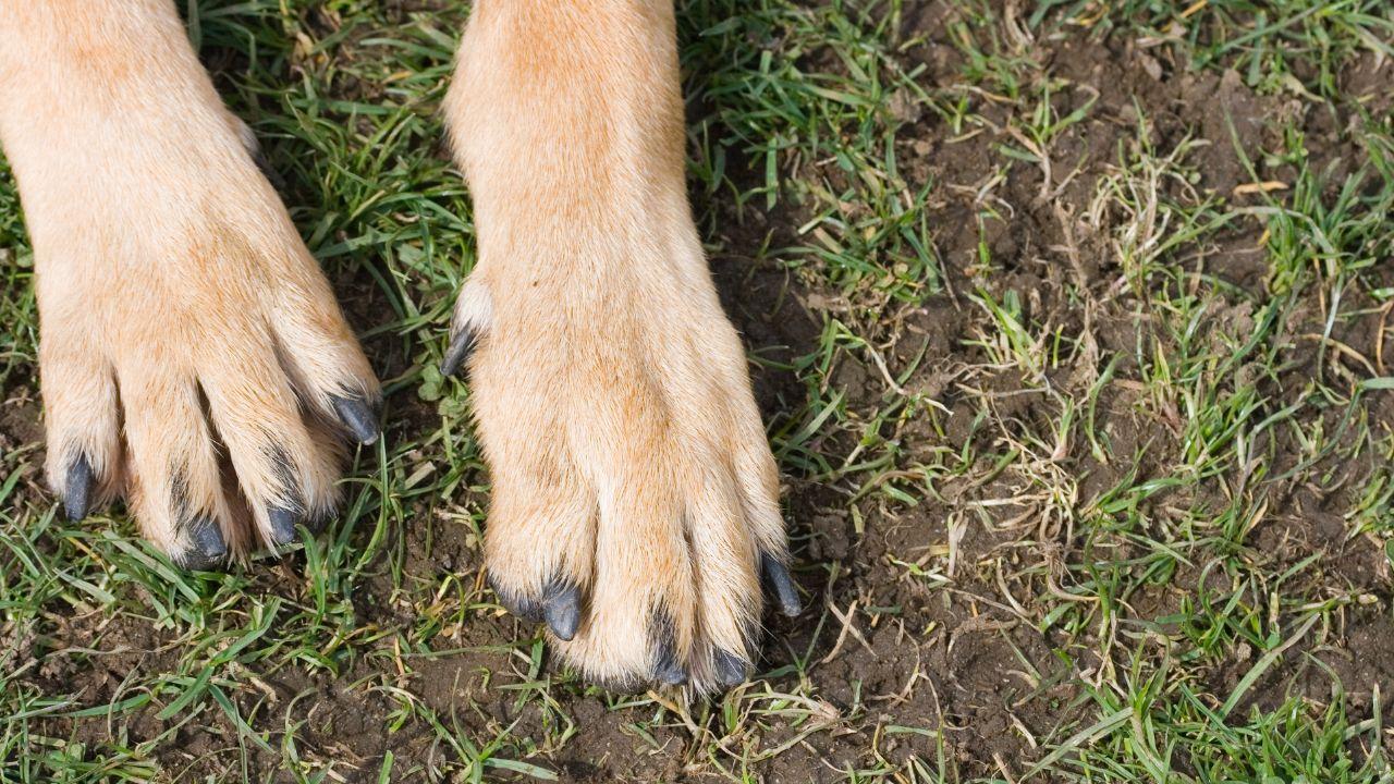 
	(foto di repertorio)

