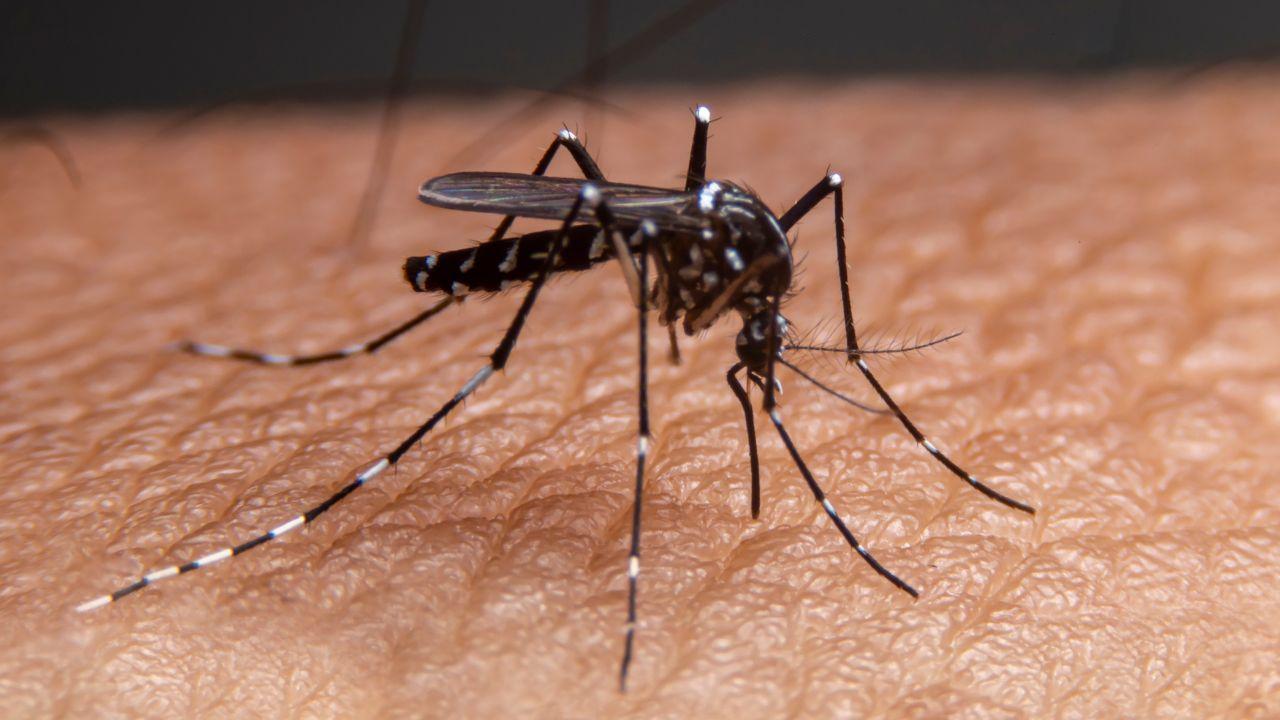 
	Un caso di Dengue a Colle Val d'Elsa (foto di repertorio)

