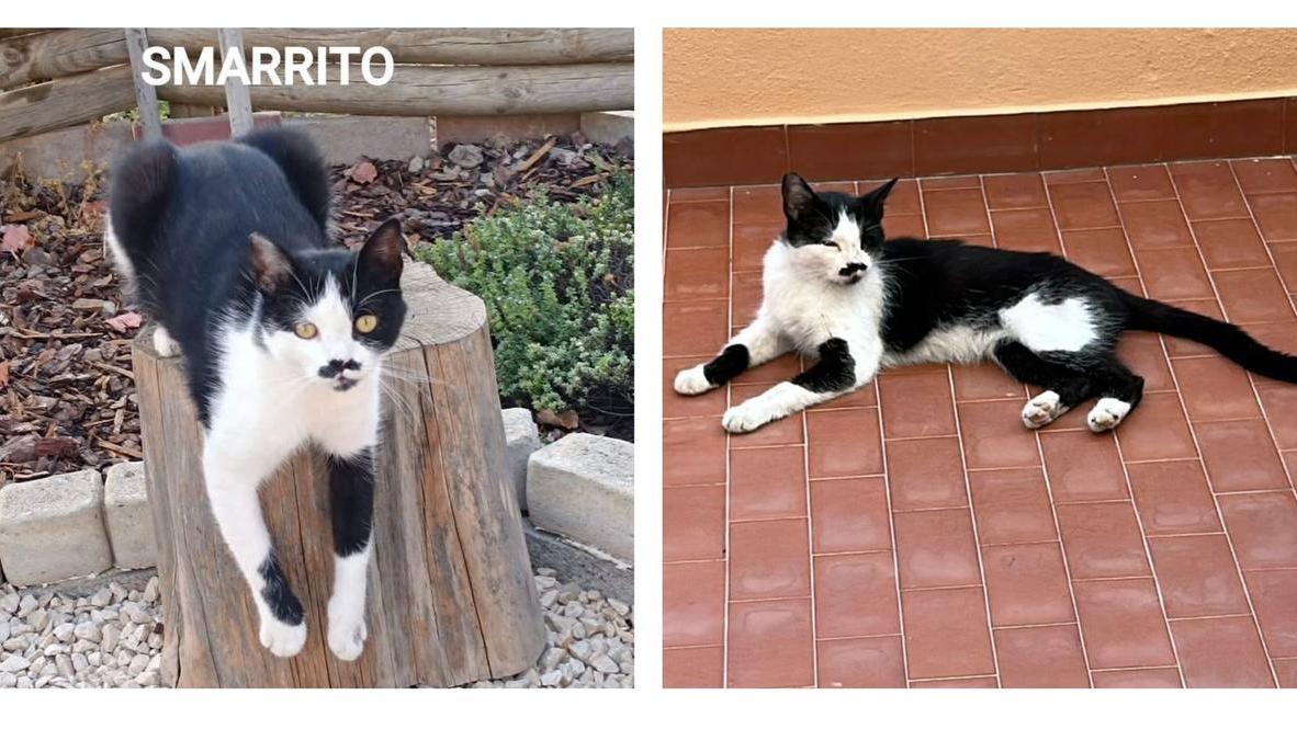 Dalì, la micia scomparsa a giugno ritrovata a Sennori: «Forse chiusa in casa per errore»