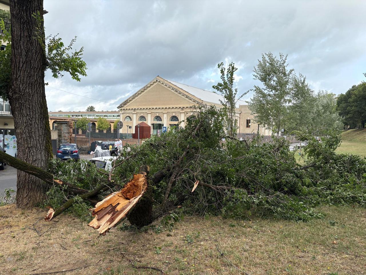 Maltempo a Lucca, quattro alberi caduti nella zona delle Mura