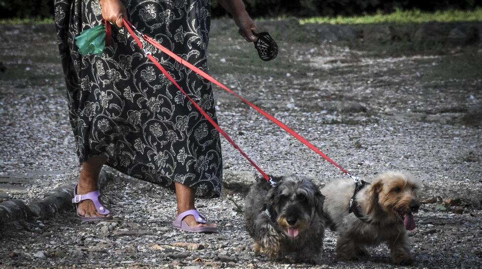 
	Una cittadina grossetana&nbsp;a spasso nelle aree verdi cittadine con i cani (foto Agenzia Bf)

