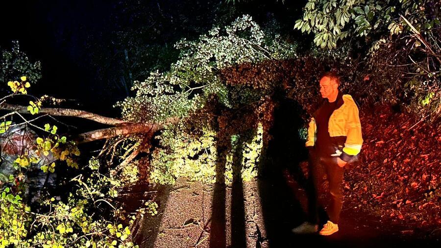 Un albero caduto nel comune di Fivizzano