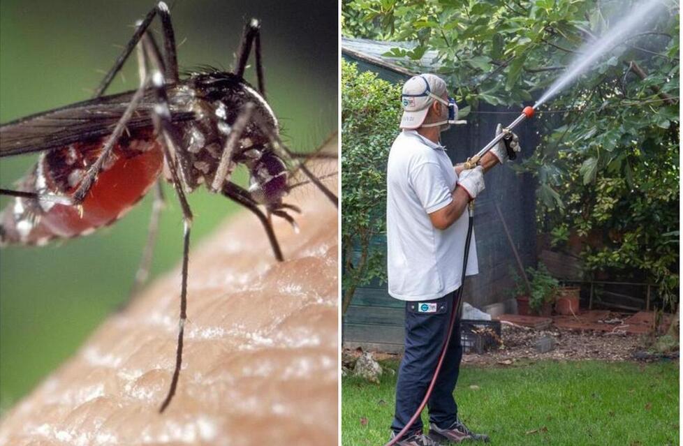 
	Chikungunya, i casi salgono a 80

