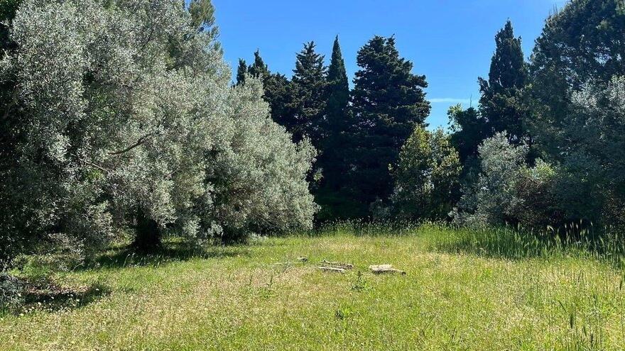 Rosignano, accordo Unicoop-Comune: il campo di calcio sarà spostato<br>