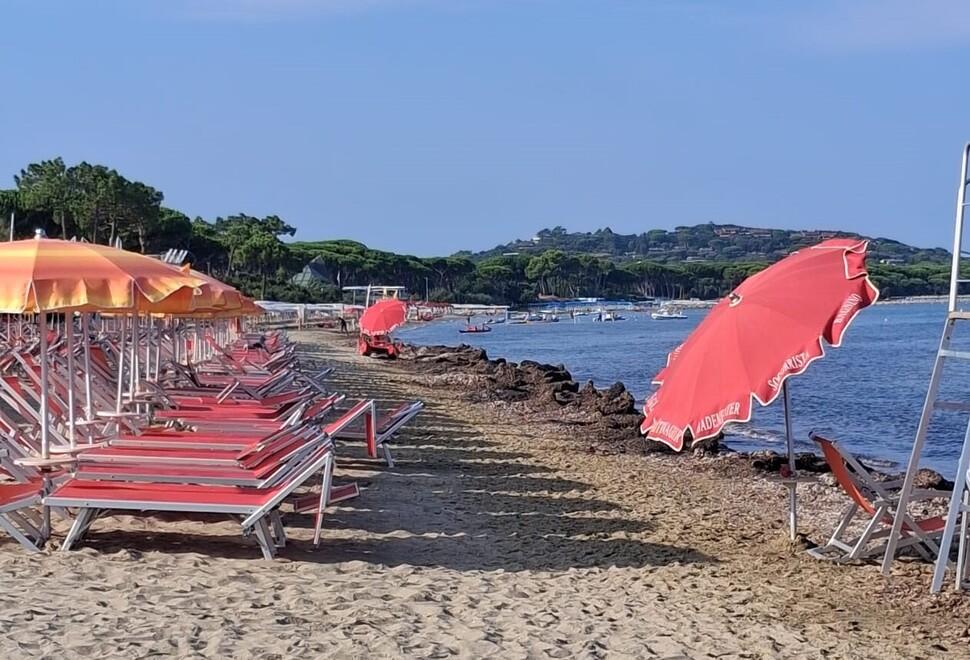 
	Posidonia sulla spiaggia a Punta Ala

