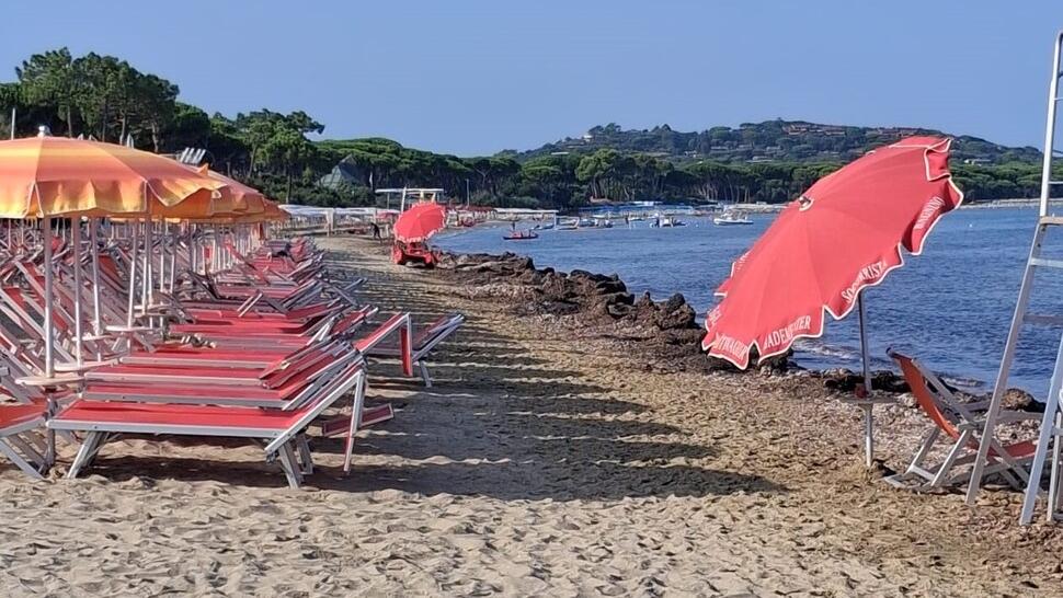 Posidonia sulla spiaggia a Punta Ala