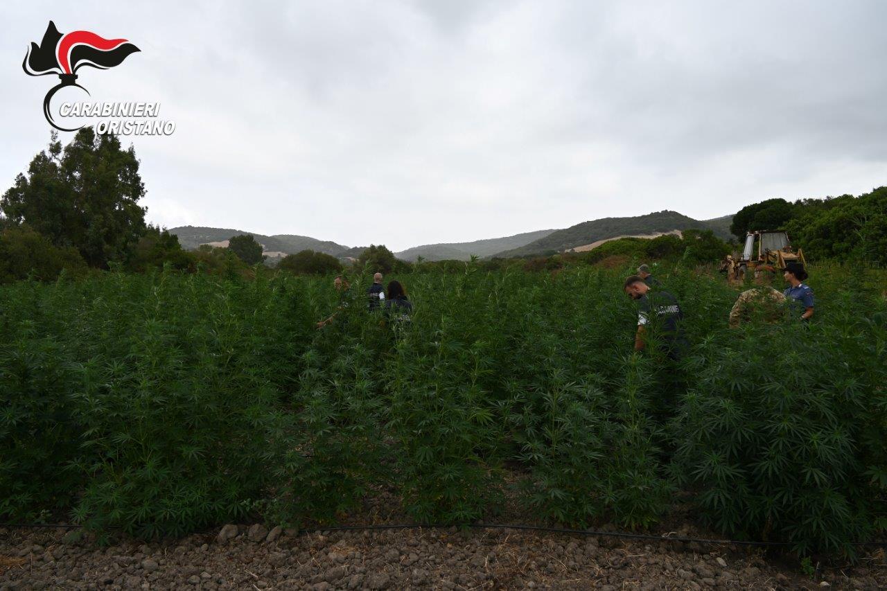 Maxi piantagione di marijuana: chi sono gli arrestati