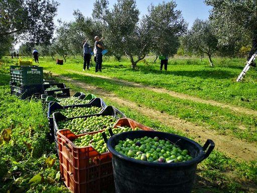 Raccolta delle olive, verso un anno nero in provincia di Pistoia. Gli agricoltori: «Troppa siccità»