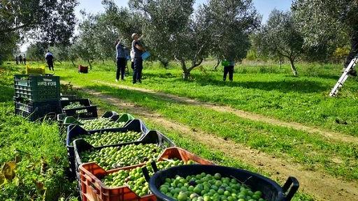 Raccolta delle olive, verso un anno nero in provincia di Pistoia. Gli agricoltori: «Troppa siccità»