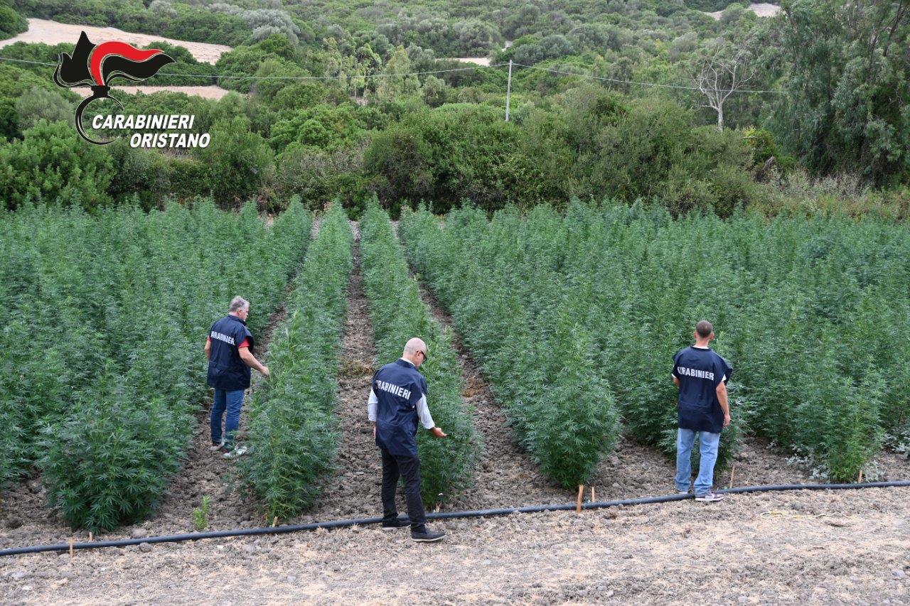 «Una rete di malavita dietro la maxi piantagione di cannabis curata da sardi e colombiani»