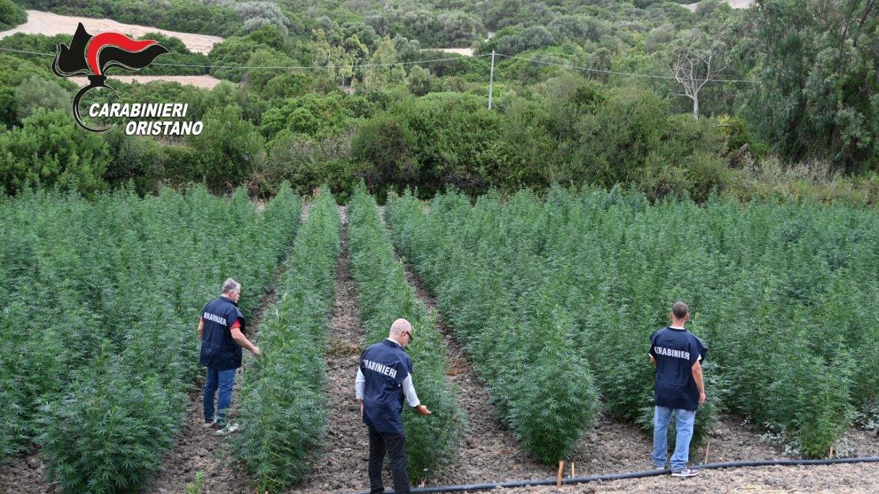 «Una rete di malavita dietro la maxi piantagione di cannabis curata da sardi e colombiani»