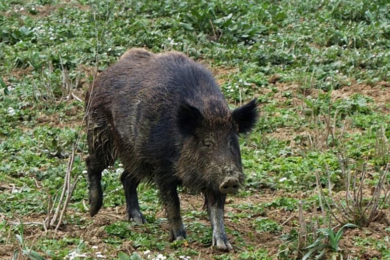 Peste suina, via alla caccia ai cinghiali: ecco dove si spara