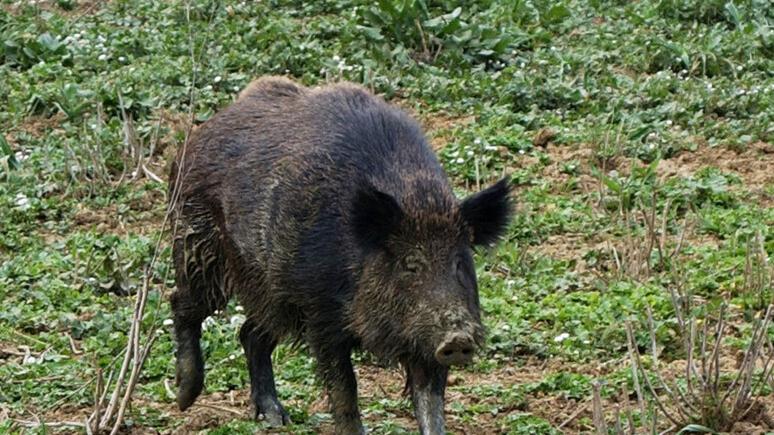 Peste suina, via alla caccia ai cinghiali: ecco dove si spara