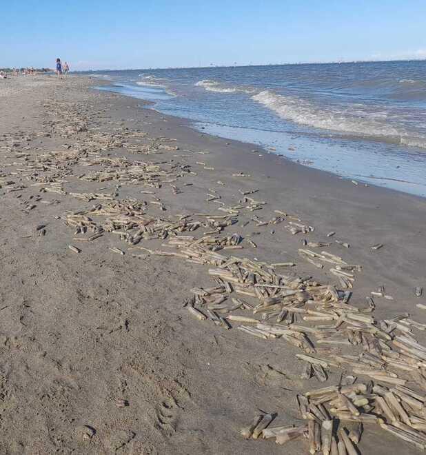 A Lido Volano e a Goro distesa di cannolicchi morti: prima l’anossia, poi le mareggiate<br>
