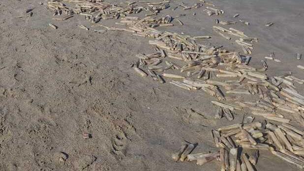 A Lido Volano e a Goro distesa di cannolicchi morti: prima l’anossia, poi le mareggiate<br type="_moz" />