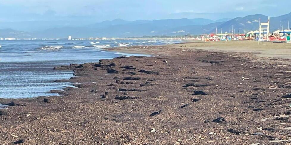 
	Il lavarone a Marina di Pietrasanta

