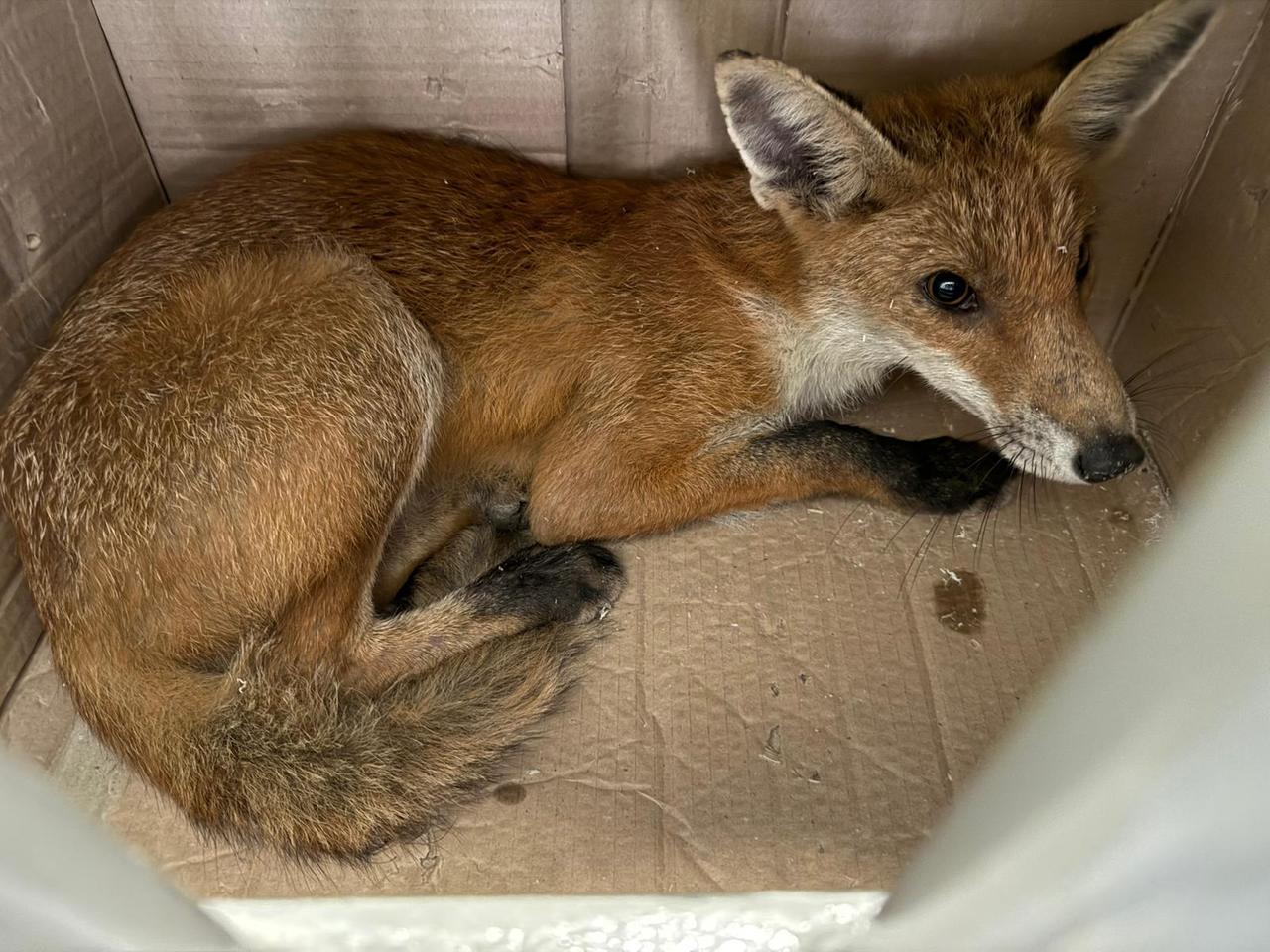 Volpe al Teatro Comunale di Ferrara in pieno giorno