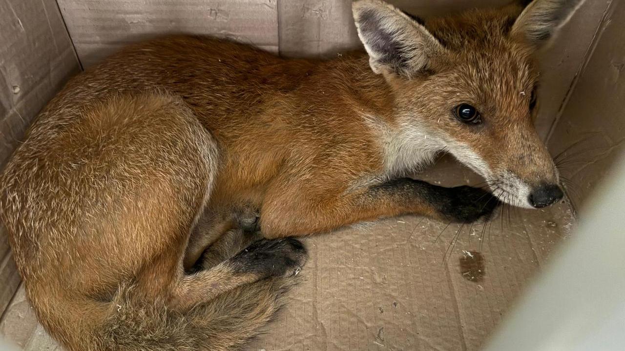 Volpe al Teatro Comunale di Ferrara in pieno giorno