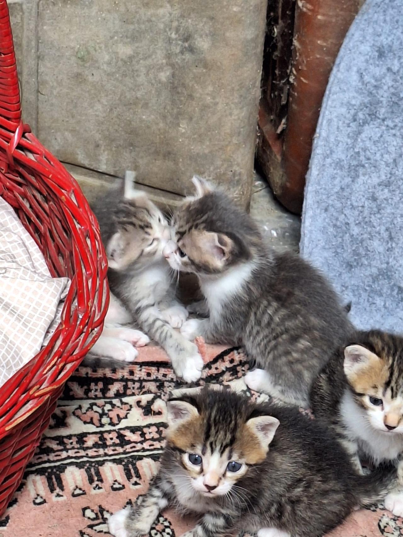 Emergenza gattini nella Bassa. L’Enpa: «Chiediamo aiuto. Siamo al collasso»