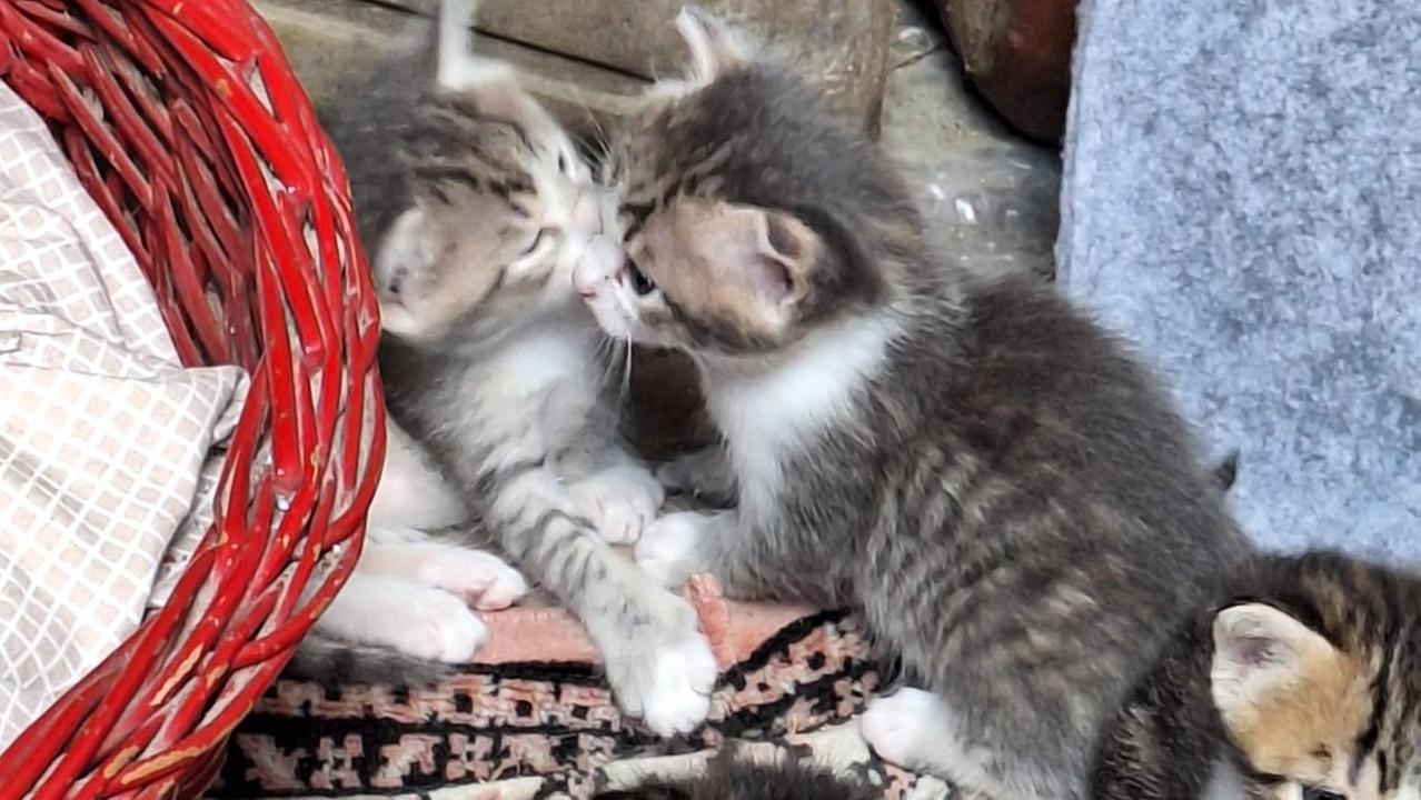 Emergenza gattini nella Bassa. L’Enpa: «Chiediamo aiuto. Siamo al collasso»