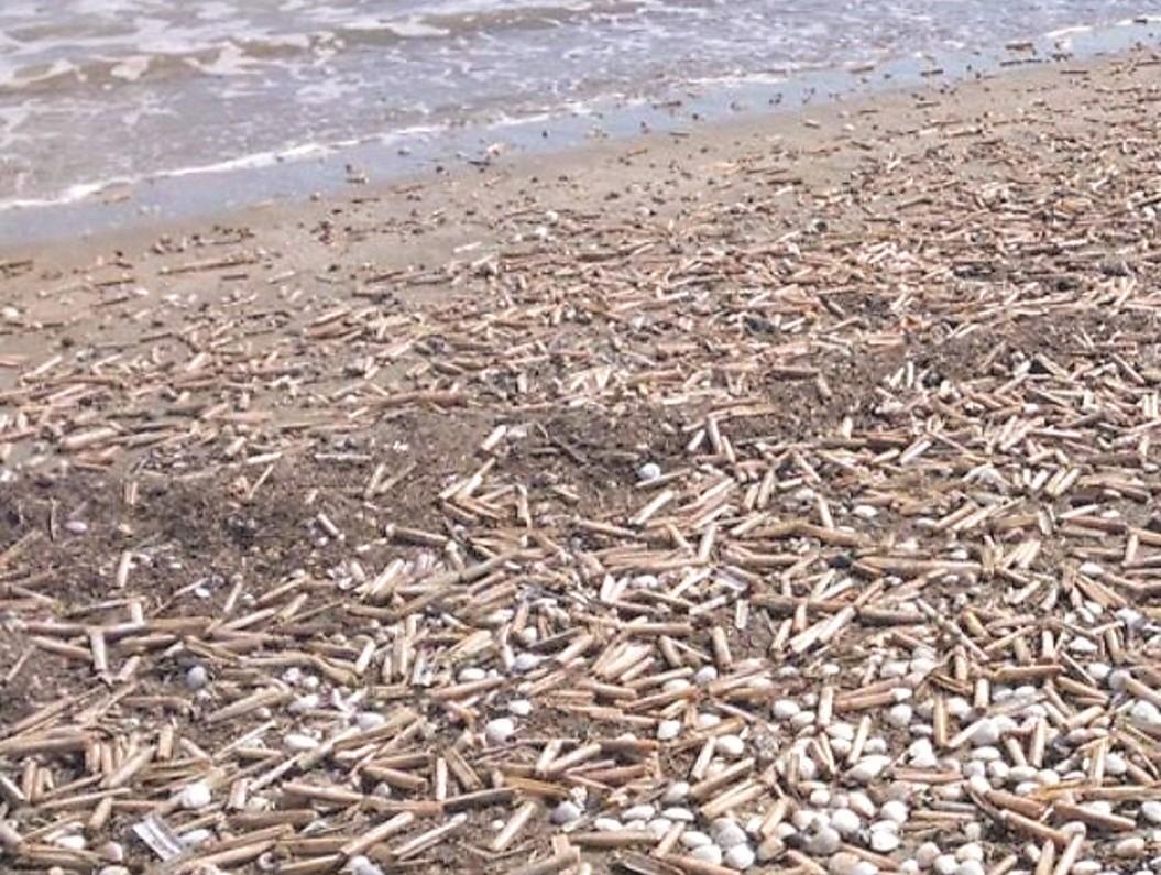 Comacchio, la moria di cannolicchi e l’impossibilità di pescarli