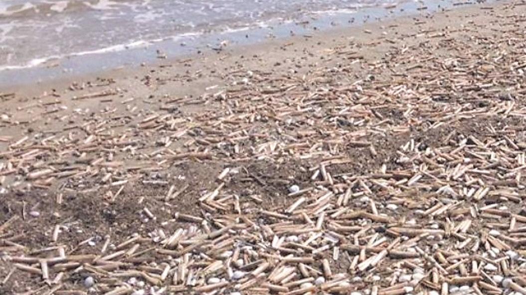 Comacchio, la moria di cannolicchi e l’impossibilità di pescarli