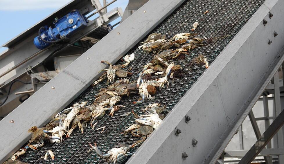 Orbetello, i granchi blu divorano i cefali: in laguna è vera emergenza. L’allarme: «Così impossibile pescare»