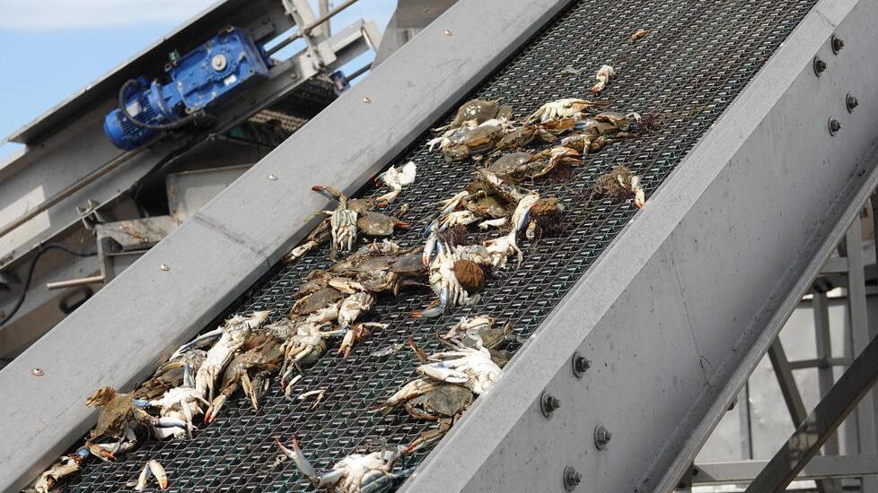 Orbetello, i granchi blu divorano i cefali: in laguna è vera emergenza. L’allarme: «Così impossibile pescare»