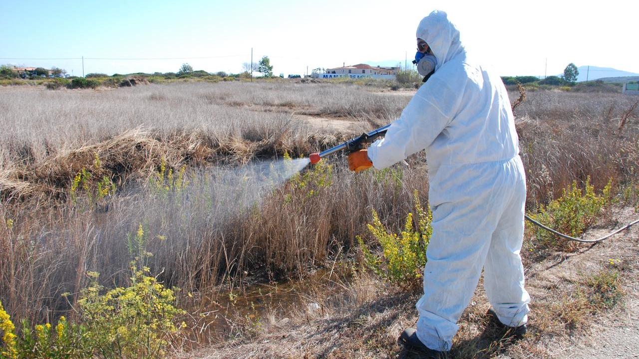 Febbre del Nilo, cresce la pura: i contagi nell’Oristanese salgono a quindici