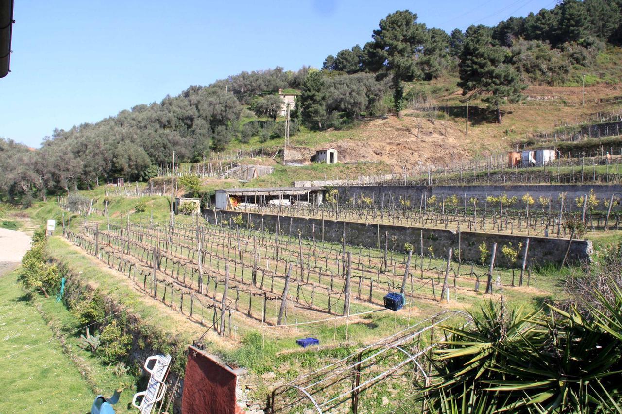 
	Il podere Campiglioni, dove si coltiva l&rsquo;uva da cui viene prodotto il &ldquo;Pietrarosata&rdquo;

