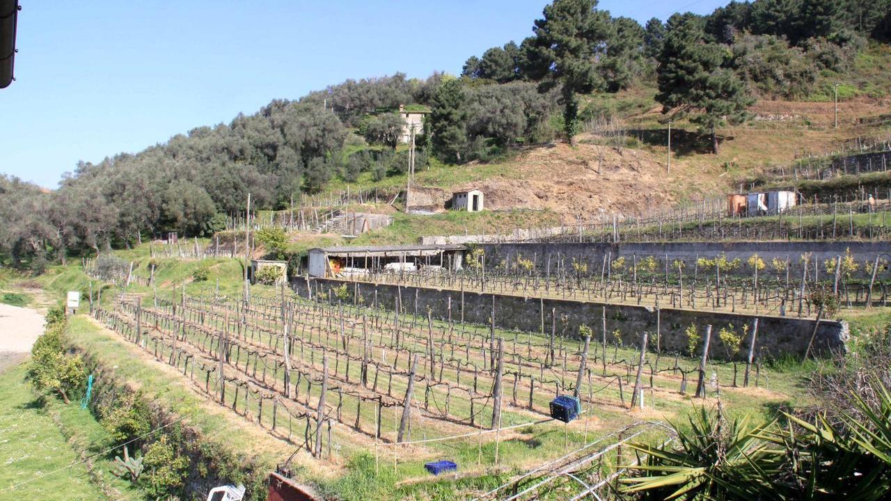 Il podere Campiglioni, dove si coltiva l’uva da cui viene prodotto il “Pietrarosata”